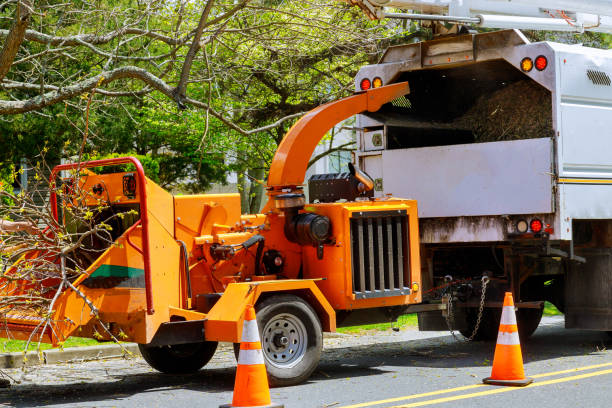 How Our Tree Care Process Works  in  Jones Creek, TX
